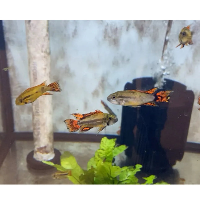 Apistogramma Cacatuoides Super Red - Nano Tanks Australia Aquarium Shop