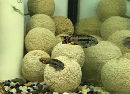Apistogramma Cacatuoides Triple Red - Nano Tanks Australia Aquarium Shop