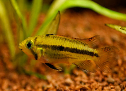 Apistogramma cacatuoides Yellow Lemon - Nano Tanks Australia Aquarium Shop