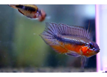 Apistogramma Elizabethae 1 pair - Nano Tanks Australia Aquarium Shop