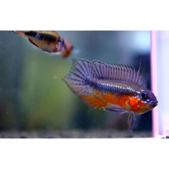 Apistogramma Elizabethae 1 pair - Nano Tanks Australia Aquarium Shop