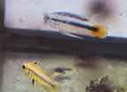 Male
