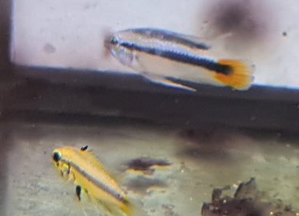 Apistogramma Erythrura Rio Mamore - Nano Tanks Australia Aquarium Shop