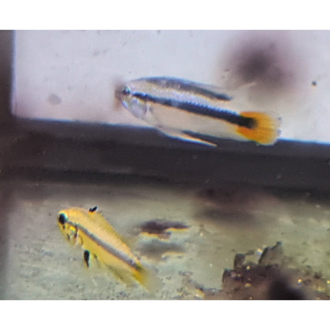 Apistogramma Erythrura Rio Mamore - Nano Tanks Australia Aquarium Shop