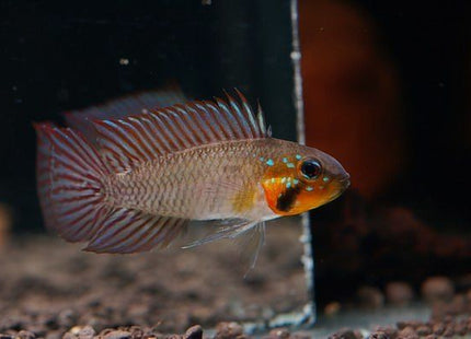 Apistogramma Gibbiceps - Nano Tanks Australia Aquarium Shop