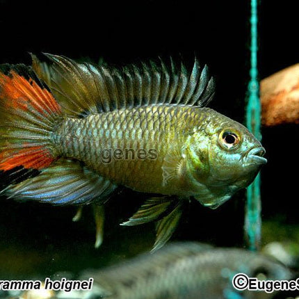 Apistogramma Hoignei 1p - Nano Tanks Australia Aquarium Shop