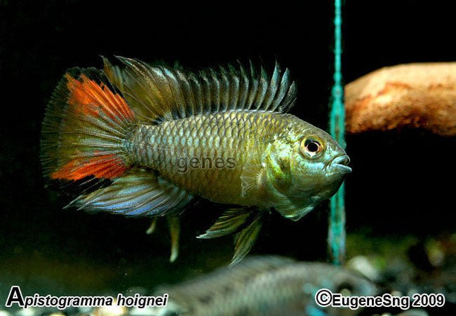 Apistogramma Hoignei 1p - Nano Tanks Australia Aquarium Shop