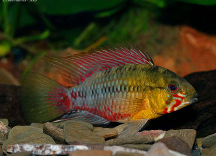 Apistogramma Hongsloi Red Line Price per fish - Nano Tanks Australia Aquarium Shop