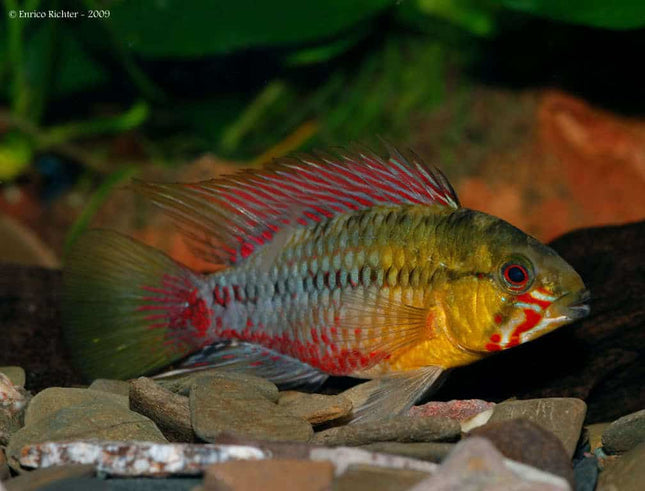 Apistogramma Hongsloi Red Line Price per fish - Nano Tanks Australia Aquarium Shop