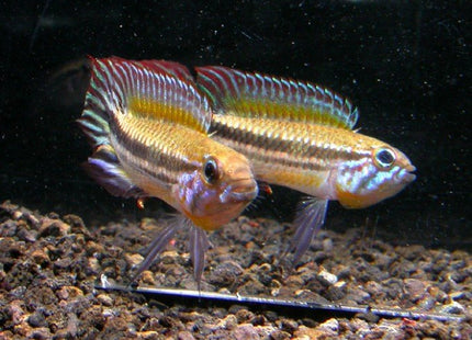 Apistogramma Mendezi - Nano Tanks Australia Aquarium Shop