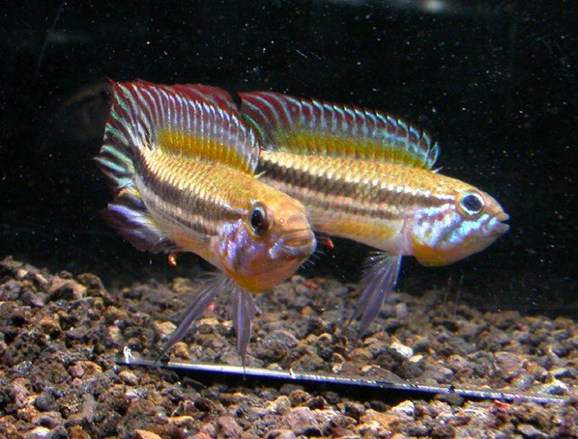 Apistogramma Mendezi - Nano Tanks Australia Aquarium Shop