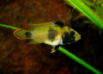Apistogramma Nijsseni Pair - Nano Tanks Australia Aquarium Shop