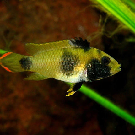 Apistogramma Nijsseni Pair - Nano Tanks Australia Aquarium Shop
