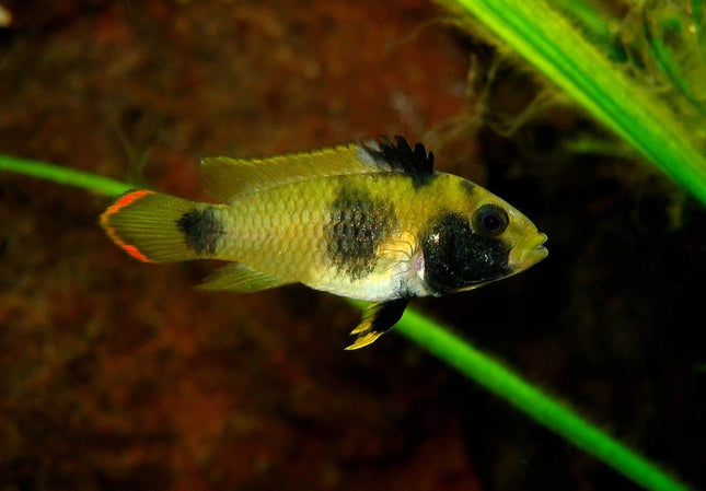 Apistogramma Nijsseni Pair - Nano Tanks Australia Aquarium Shop