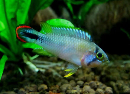 Apistogramma Panduro (Female) - Nano Tanks Australia Aquarium Shop