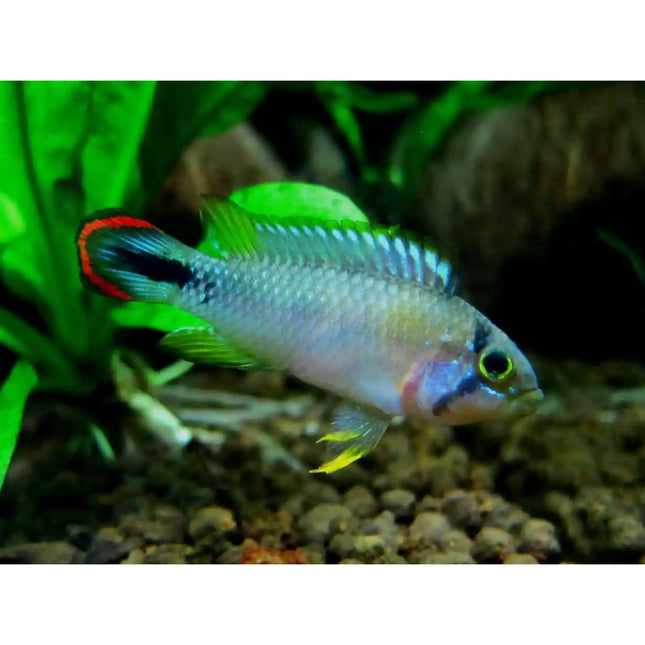 Apistogramma Panduro (Female) - Nano Tanks Australia Aquarium Shop