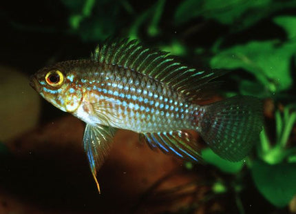 Apistogramma Piauiensis - Nano Tanks Australia Aquarium Shop