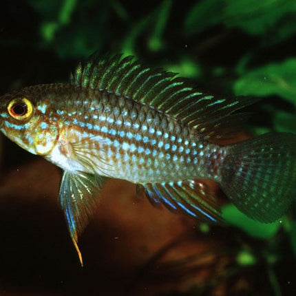 Apistogramma Piauiensis - Nano Tanks Australia Aquarium Shop