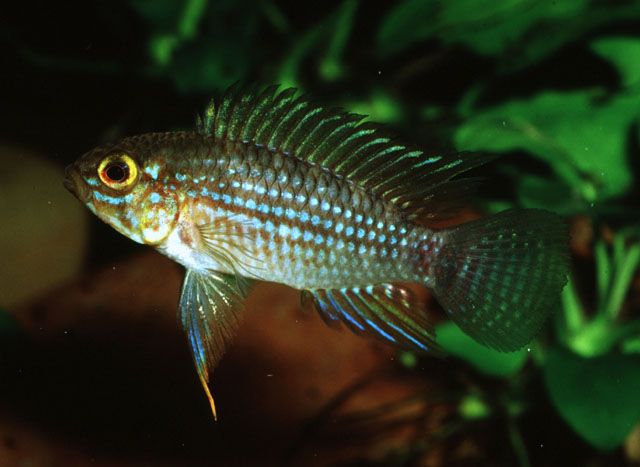 Apistogramma Piauiensis - Nano Tanks Australia Aquarium Shop