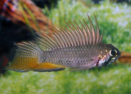 Apistogramma Sp. Megaptera 1 PAIR - Nano Tanks Australia Aquarium Shop