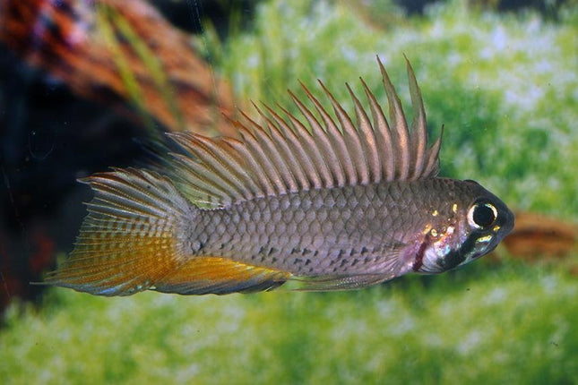 Apistogramma Sp. Megaptera 1 PAIR - Nano Tanks Australia Aquarium Shop