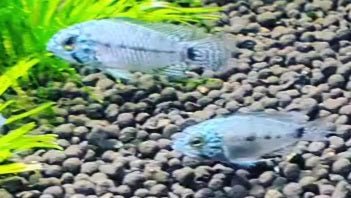 Apistogramma Sp Neon Blue Head - Nano Tanks Australia Aquarium Shop