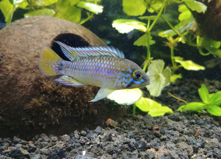 Apistogramma sp. Pebas - Nano Tanks Australia Aquarium Shop