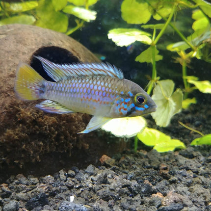 Apistogramma sp. Pebas - Nano Tanks Australia Aquarium Shop