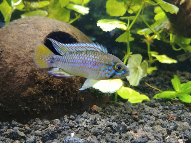 Apistogramma sp. Pebas - Nano Tanks Australia Aquarium Shop