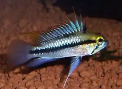 Apistogramma Trifasciata (3cm) - Nano Tanks Australia Aquarium Shop