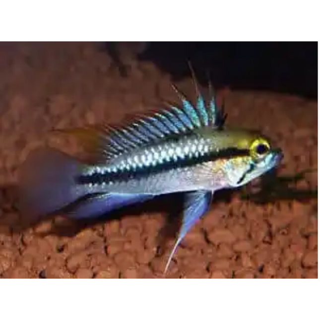 Apistogramma Trifasciata (3cm) - Nano Tanks Australia Aquarium Shop