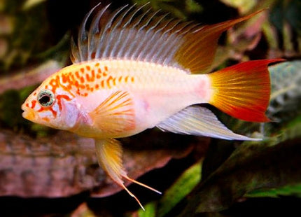 Apistogramma Viejita (Macmasteri) Gold - Nano Tanks Australia Aquarium Shop