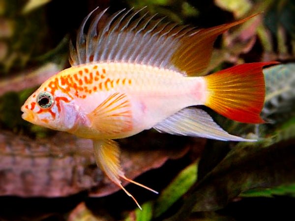 Apistogramma Viejita (Macmasteri) Gold - Nano Tanks Australia Aquarium Shop