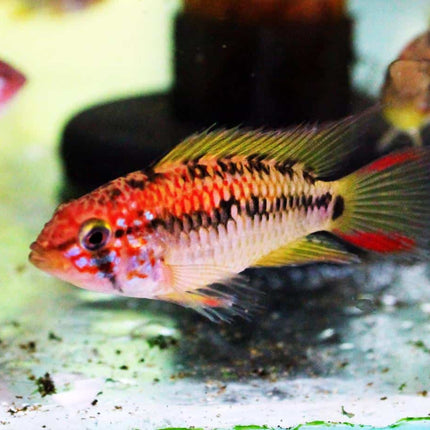 Apistogramma Viejita Red Neck (Macmasteri) Male - Nano Tanks Australia Aquarium Shop