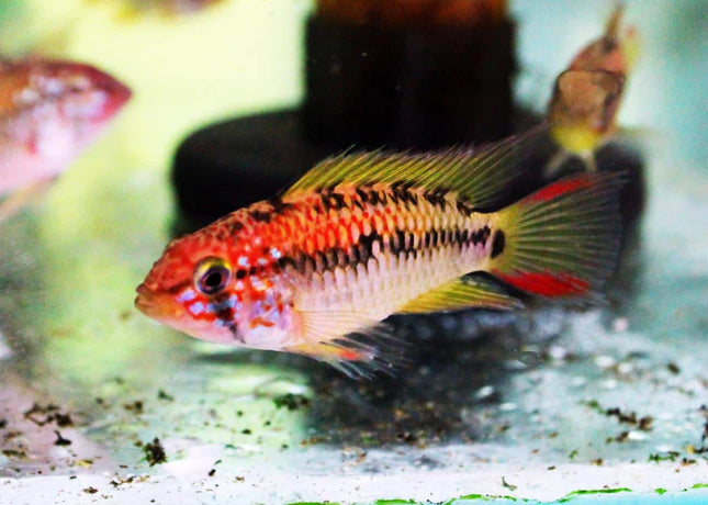 Apistogramma Viejita Red Neck (Macmasteri) Male - Nano Tanks Australia Aquarium Shop