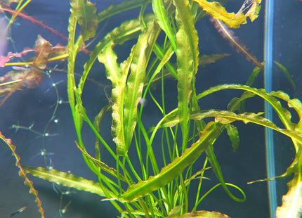 Aponogeton Crispus in terracotta pot - Nano Tanks Australia Aquarium Shop