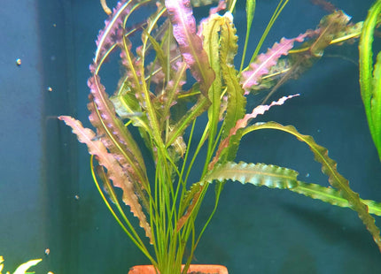 Aponogeton Crispus Red - Nano Tanks Australia Aquarium Shop