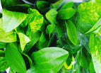 For 1 Plant