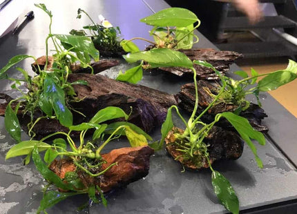 Assorted anubias on driftwood - Nano Tanks Australia Aquarium Shop