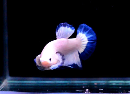 Assorted Betta Blue Rim - Nano Tanks Australia Aquarium Shop