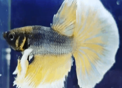 Assorted Betta Dumbo Male Bettas - Nano Tanks Australia Aquarium Shop