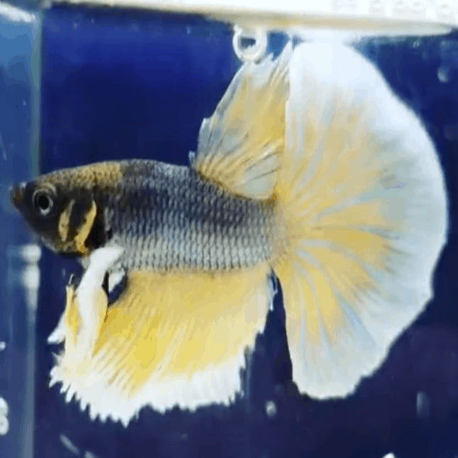 Assorted Betta Dumbo Male Bettas - Nano Tanks Australia Aquarium Shop