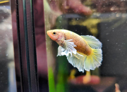 Assorted Betta Halfmoon Dumbo Famales - Nano Tanks Australia Aquarium Shop