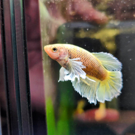 Assorted Betta Halfmoon Dumbo Famales - Nano Tanks Australia Aquarium Shop