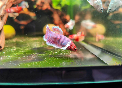 Assorted Betta Halfmoon Dumbo Famales - Nano Tanks Australia Aquarium Shop