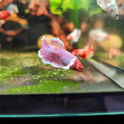 Assorted Betta Halfmoon Dumbo Famales - Nano Tanks Australia Aquarium Shop