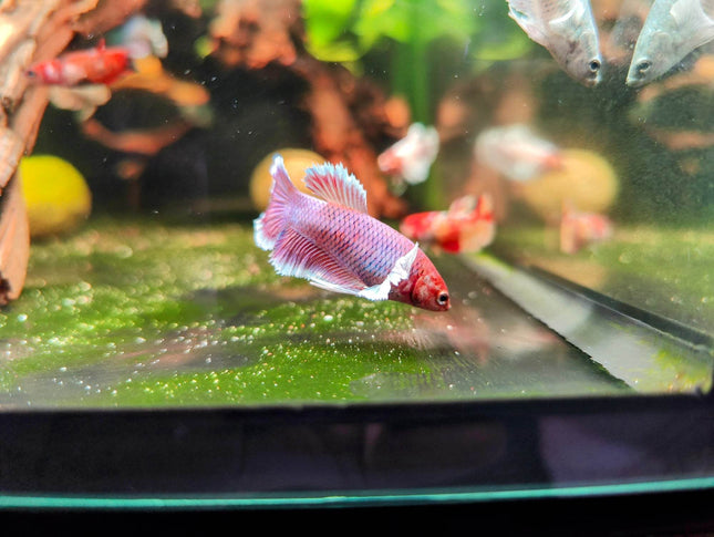 Assorted Betta Halfmoon Dumbo Famales - Nano Tanks Australia Aquarium Shop