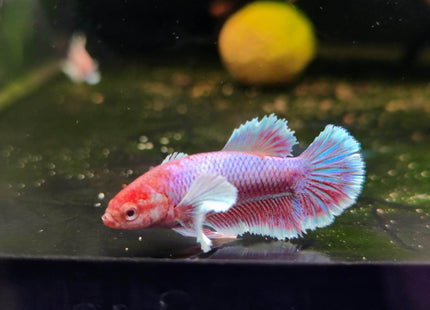 Assorted Betta Halfmoon Dumbo Famales - Nano Tanks Australia Aquarium Shop