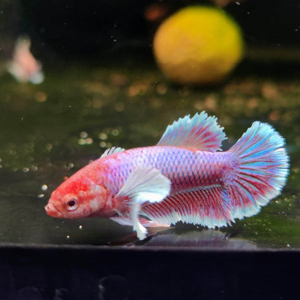 Assorted Betta Halfmoon Dumbo Famales - Nano Tanks Australia Aquarium Shop