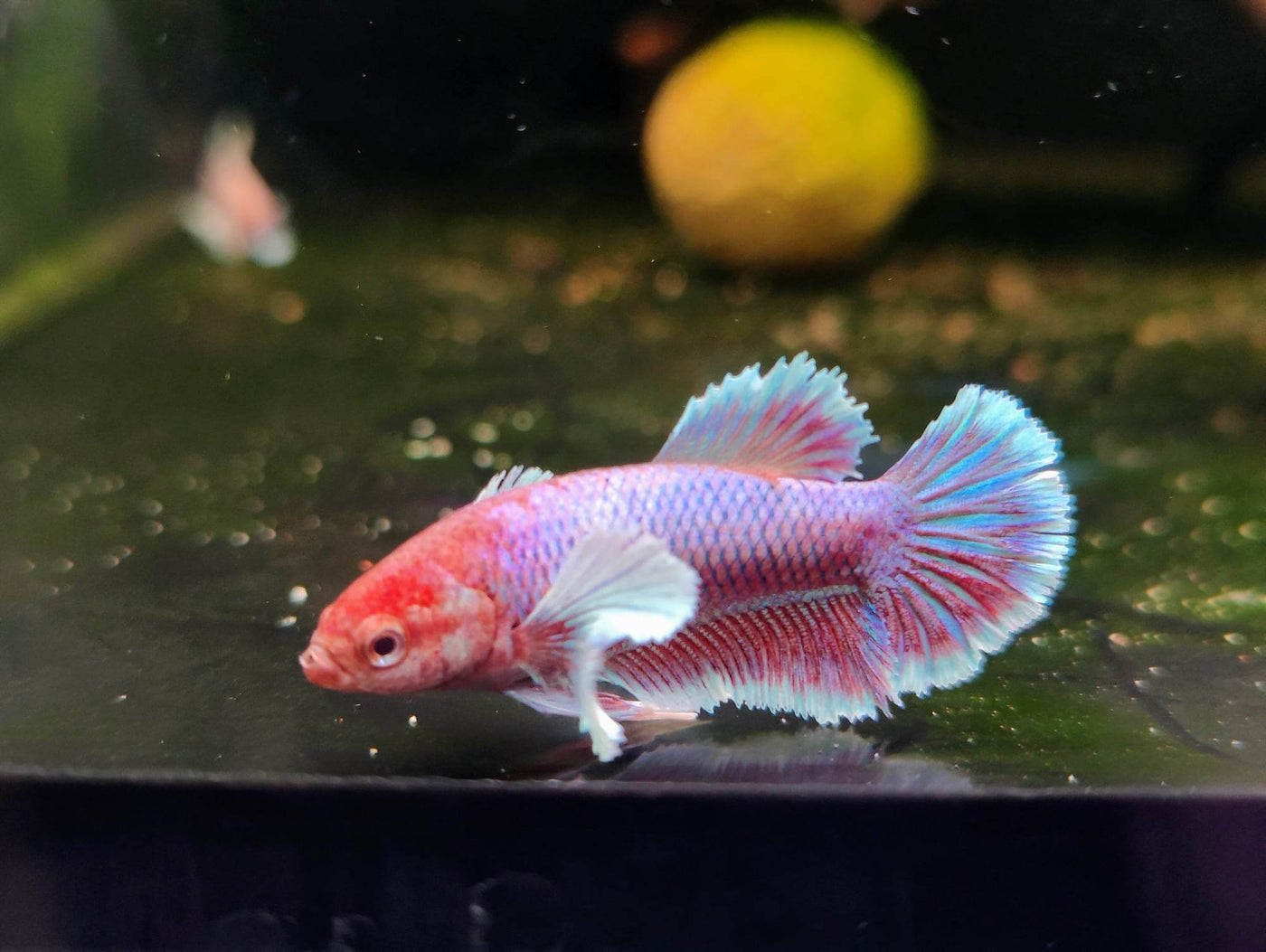 Dumbo ear sales betta female